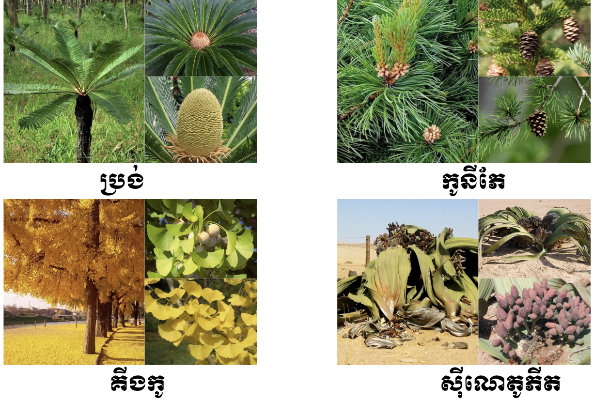 ប្រភេទផ្សេងៗរបស់ស៊ីមណូស្ពែម