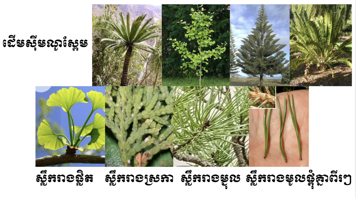 សរីរាង្គលូតលាស់របស់ស៊ីមណូស្ពែម