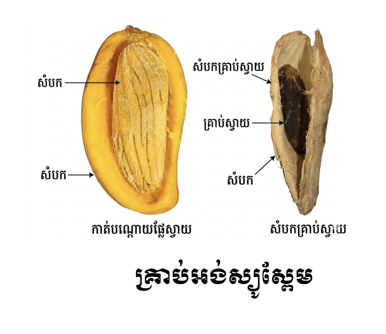 អង់ស្យូស្ពែមជារុក្ខជាតិដែលគ្រាប់មានសំបកការពារពីខាងក្រៅ 