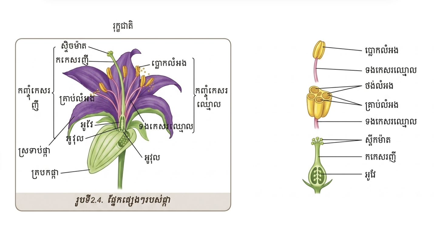ផ្នែកផ្សេងៗរបស់ផ្កា