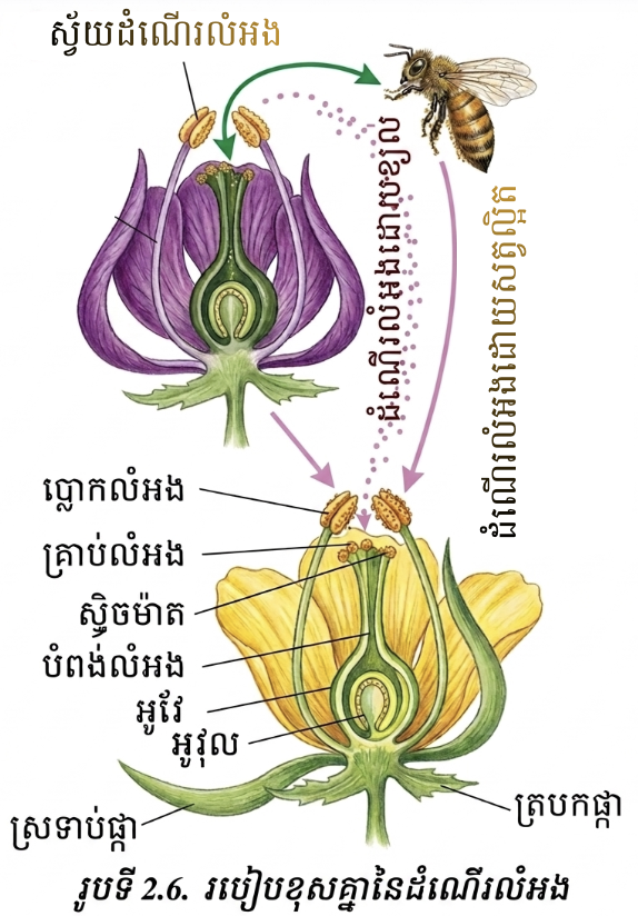 របៀបខុសគ្នានៃដំណើរលំអង