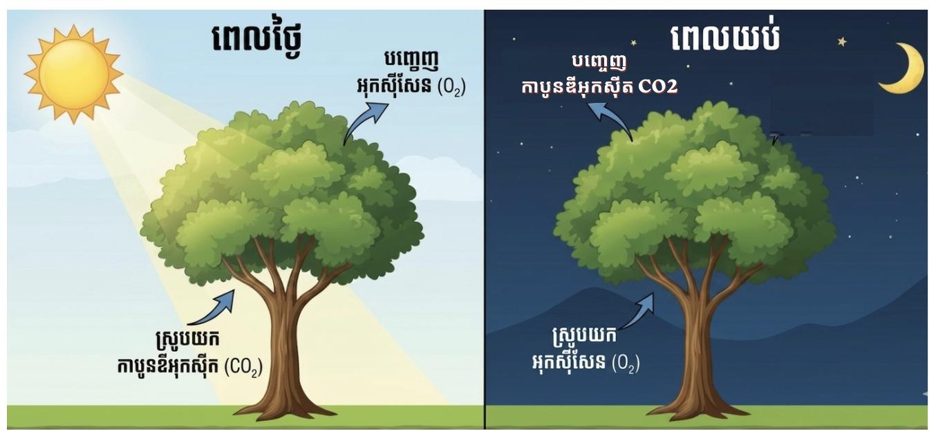 បណ្ដូរឧស្ម័នរបស់រុក្ខជាតិ