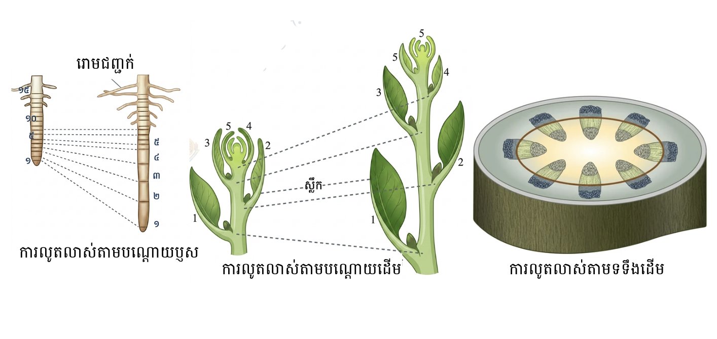 ការលូតលាស់របស់រុក្ខជាតិ