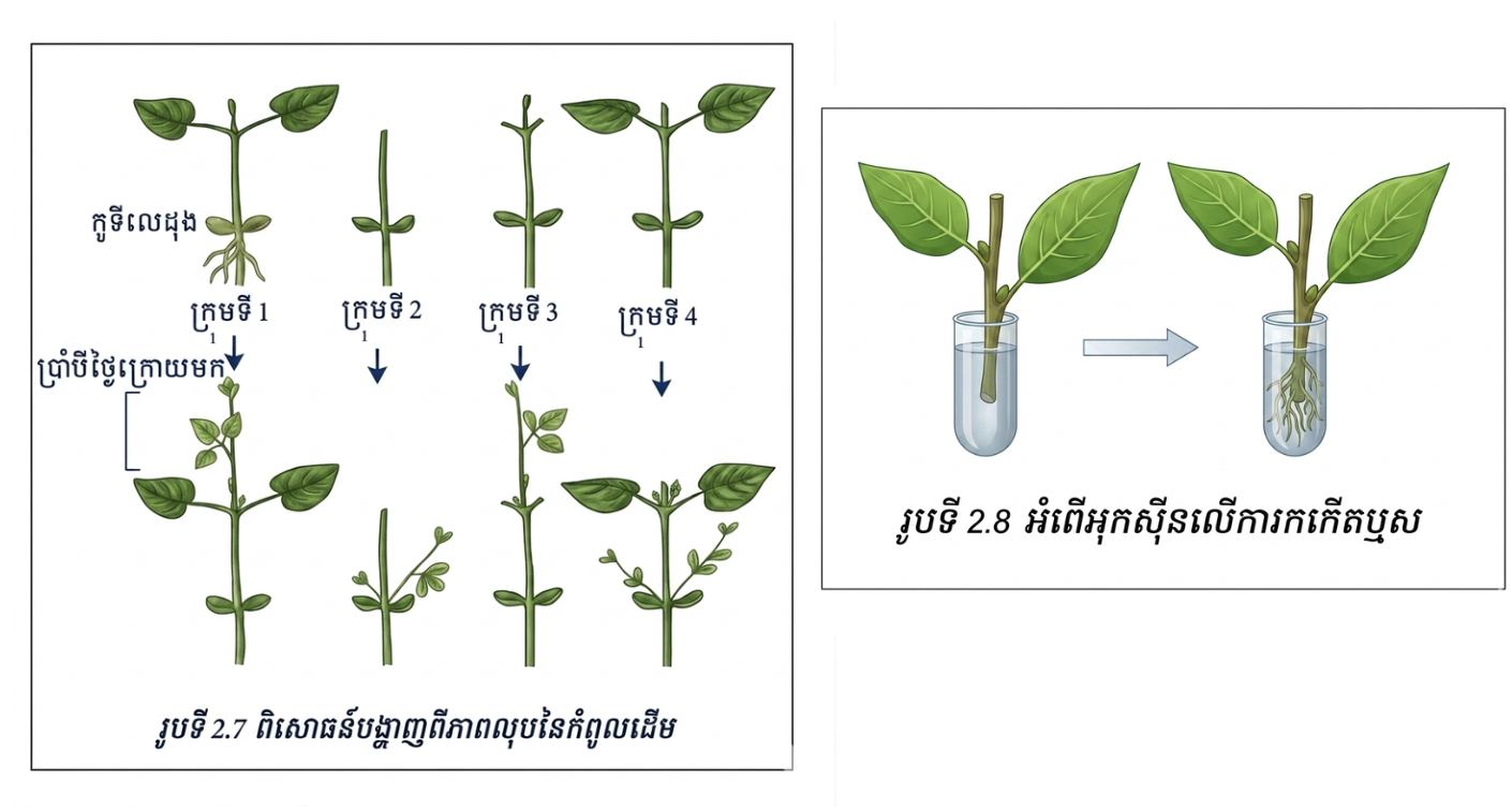 អំពើរបស់អរម៉ូនអុកសុីន