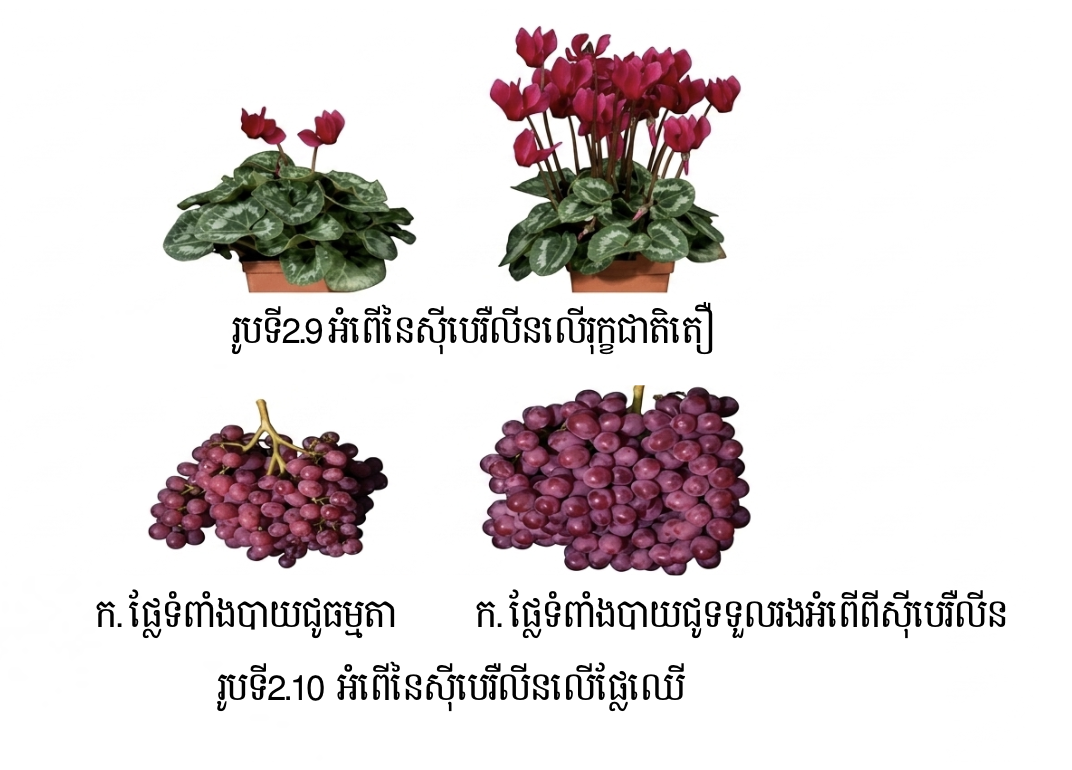 អំពើរបស់អរម៉ូនសុីបេរឺលីន