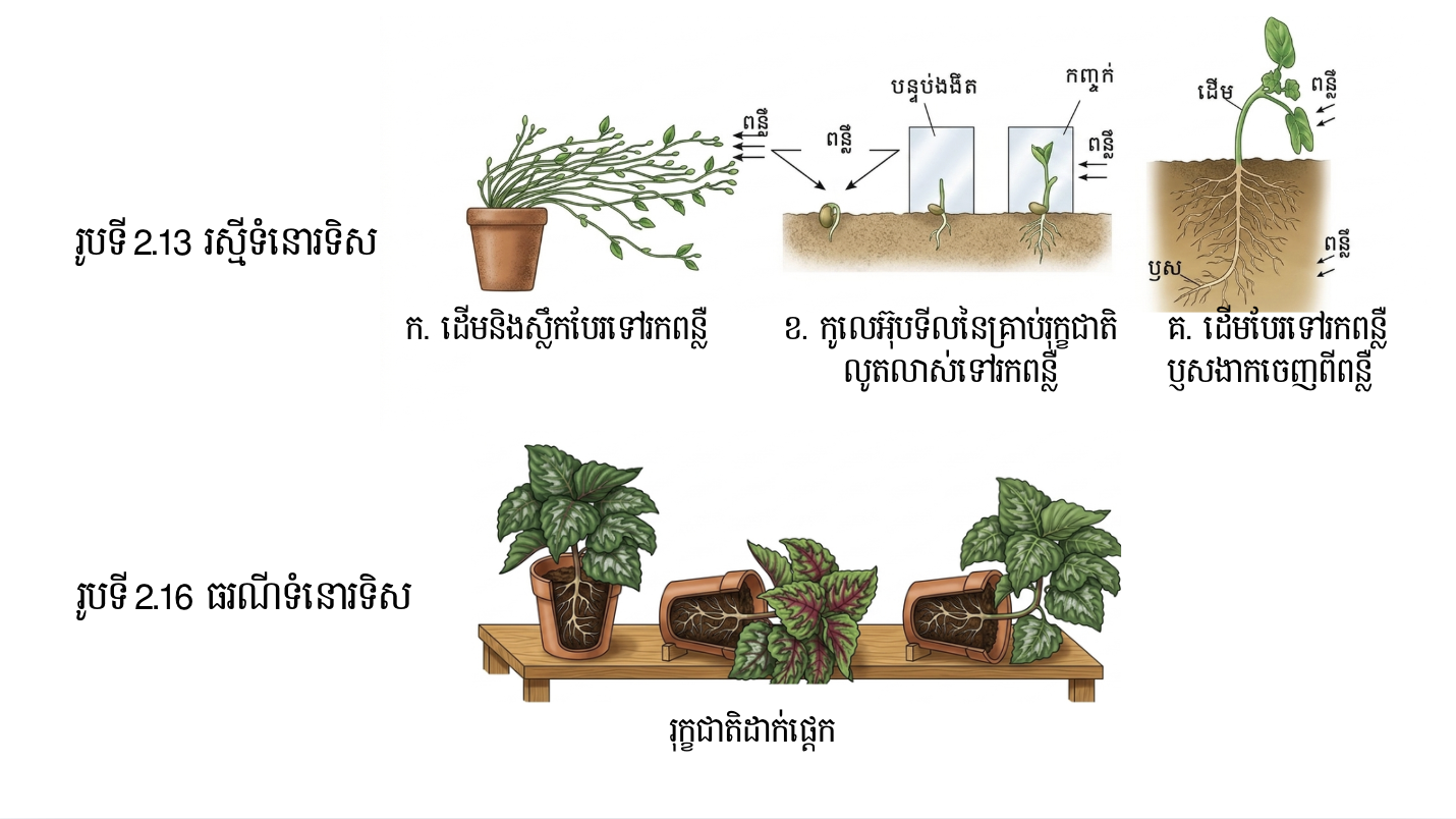រស្មីទំនោរទិសនិងធរណីទំនោរទិស 