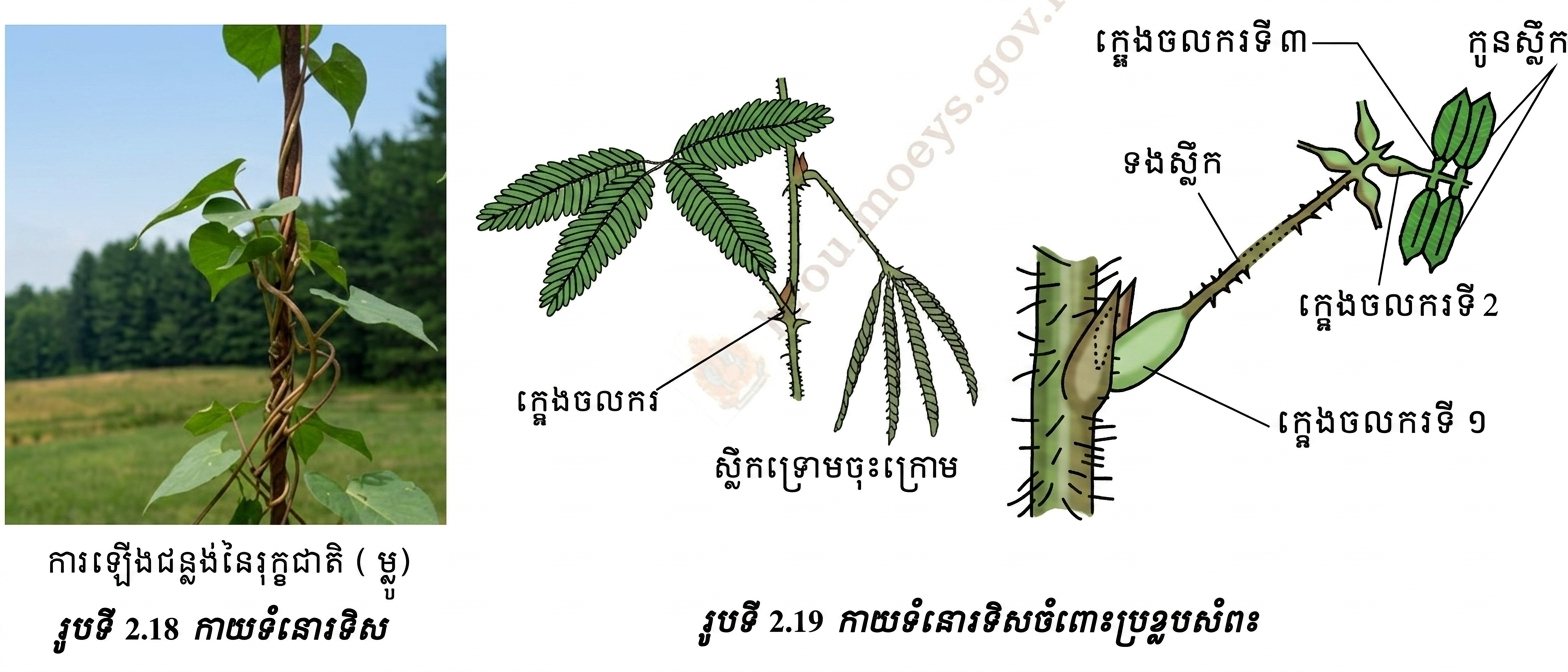 កាយទំនោរទិស 
