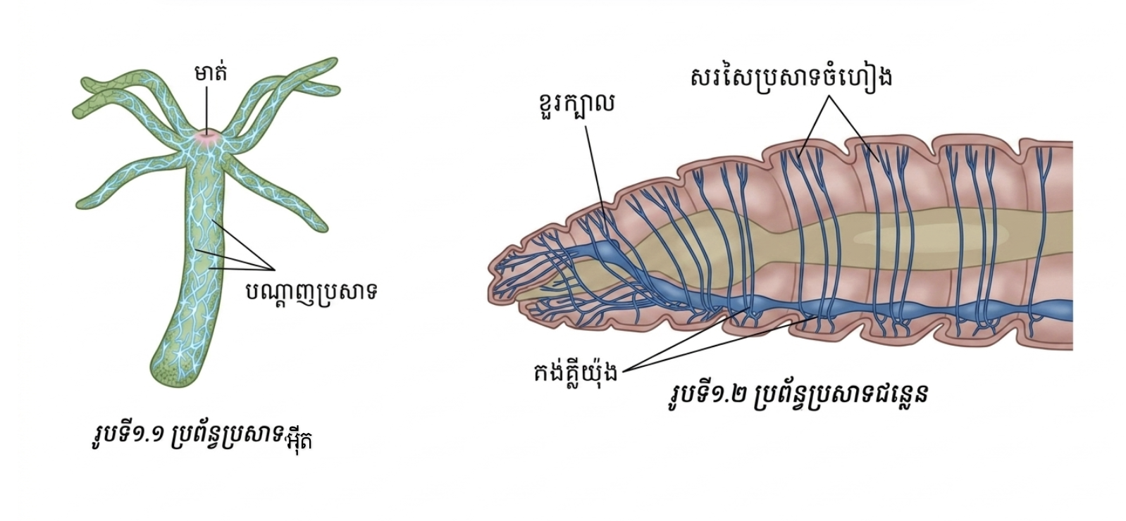 ប្រភេទផ្សេងៗរបស់សត្វឥតឆ្អឹងកង