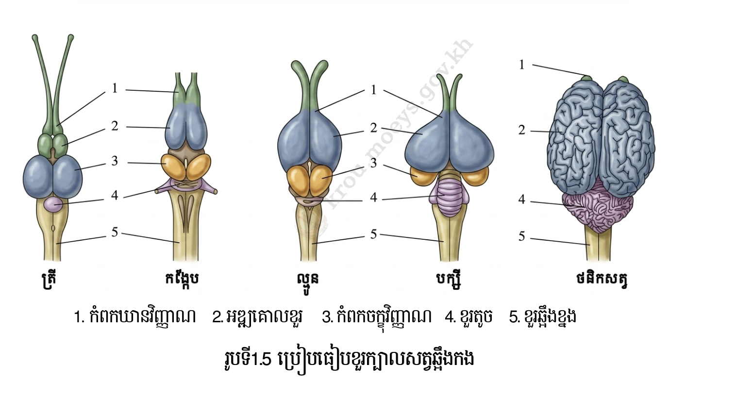ប្រៀបធៀបបានពីខួរក្បាលសត្វឆ្អឹងកង 