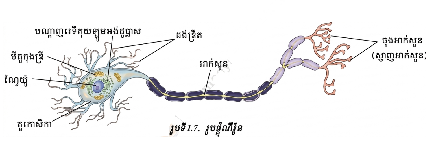 រូបផ្គុំរបស់ណឺរ៉ូន 