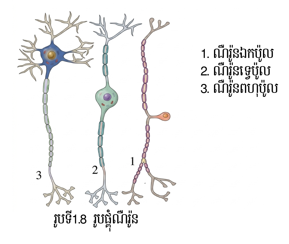 ប្រភេទណឺរ៉ូននីមួយៗ 