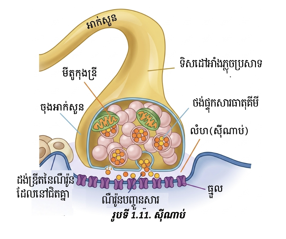 សុីណាប់