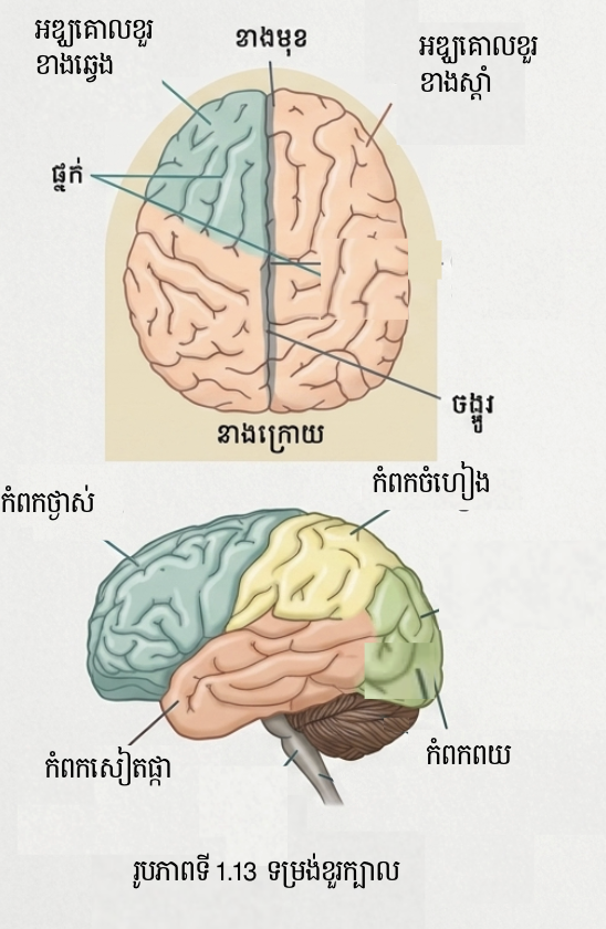 ធាតុបង្ករបស់ខួរក្បាល
