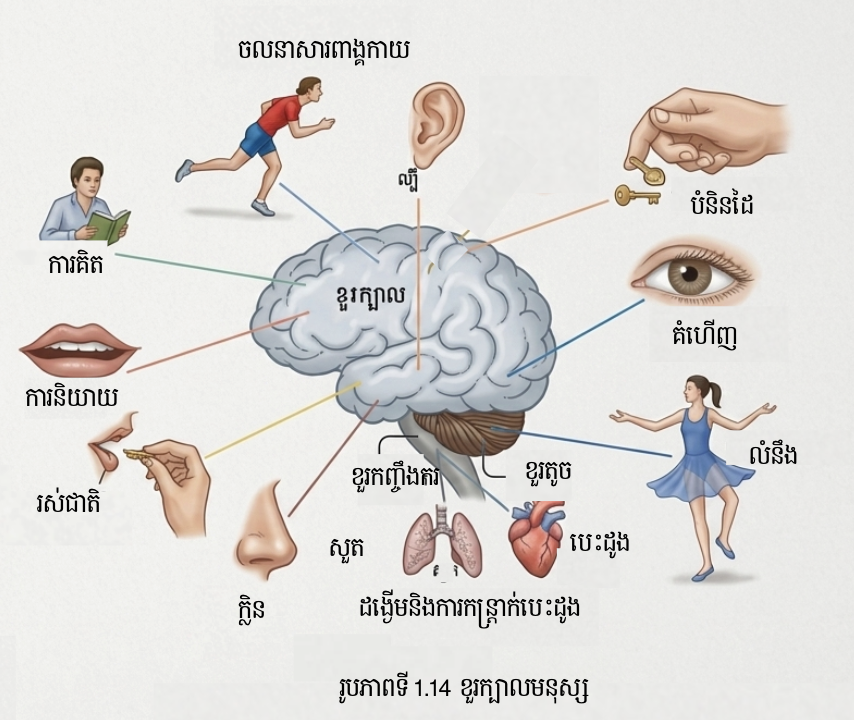 នាទីនីមួយៗរបស់កំពកខួរ
