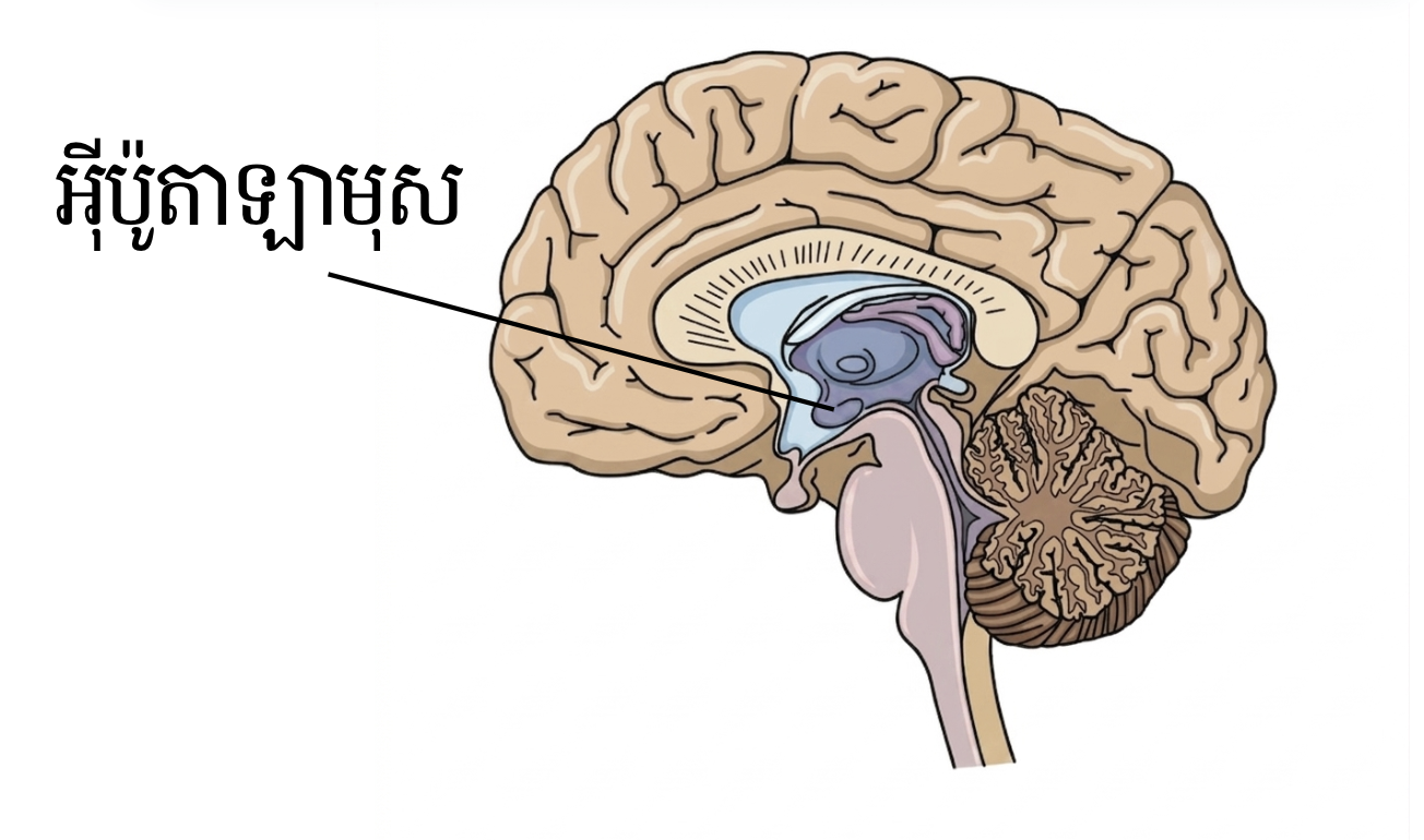 លក្ខណៈ និងទីតាំងរបស់អុីប៉ូតាឡាមុស 