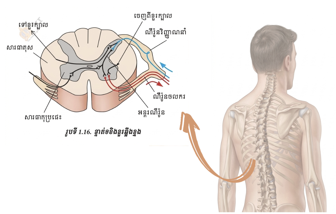 ទីតាំងនិងលក្ខណៈបស់ខួរឆ្អឹងខ្នង