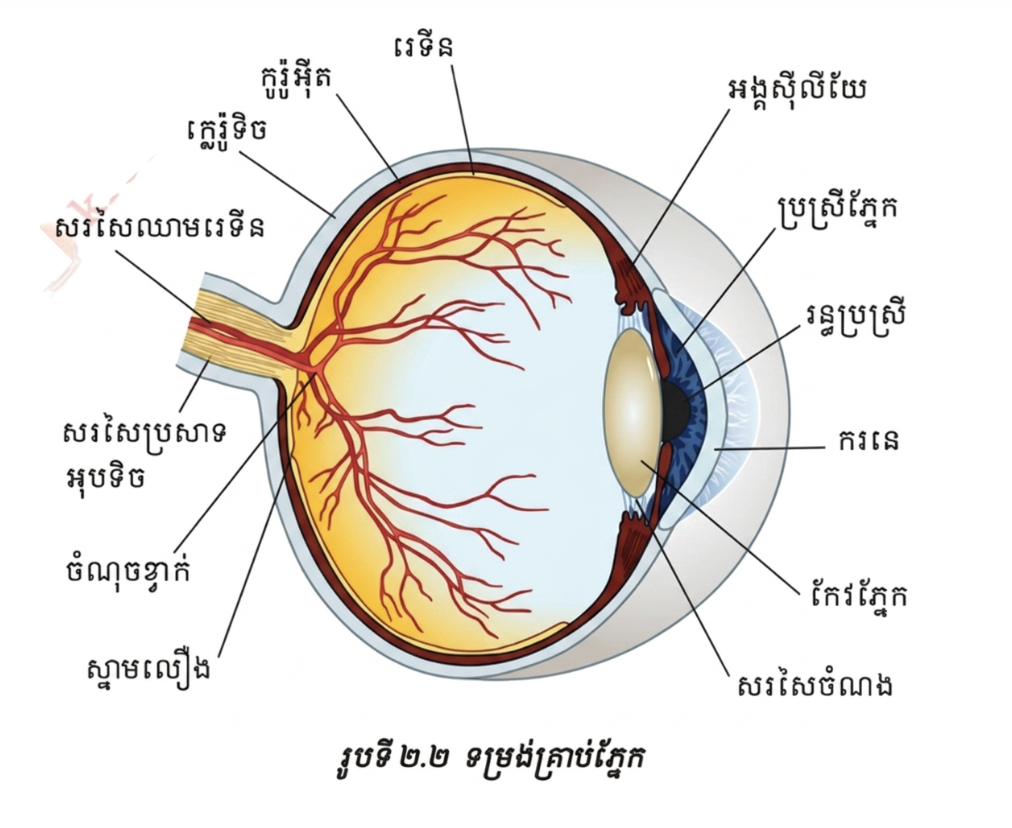 លក្ខណៈរបស់ស្រទាប់រេទីន 