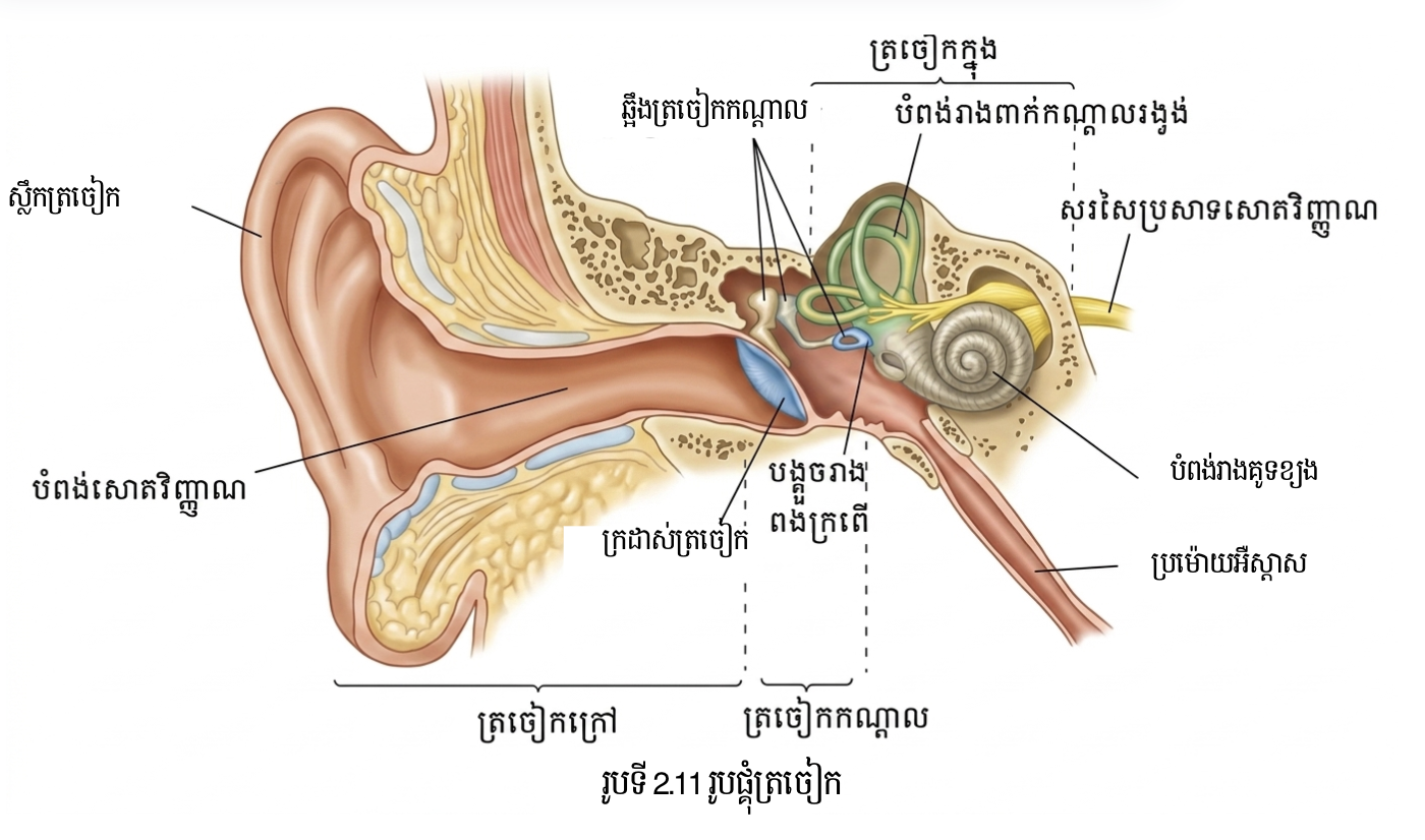 រូបផ្គុំរបស់ត្រចៀក