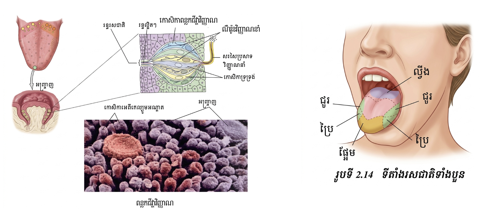 ទីតាំងនៃរស់ជាតិទាំង៤ របស់អណ្ដាត