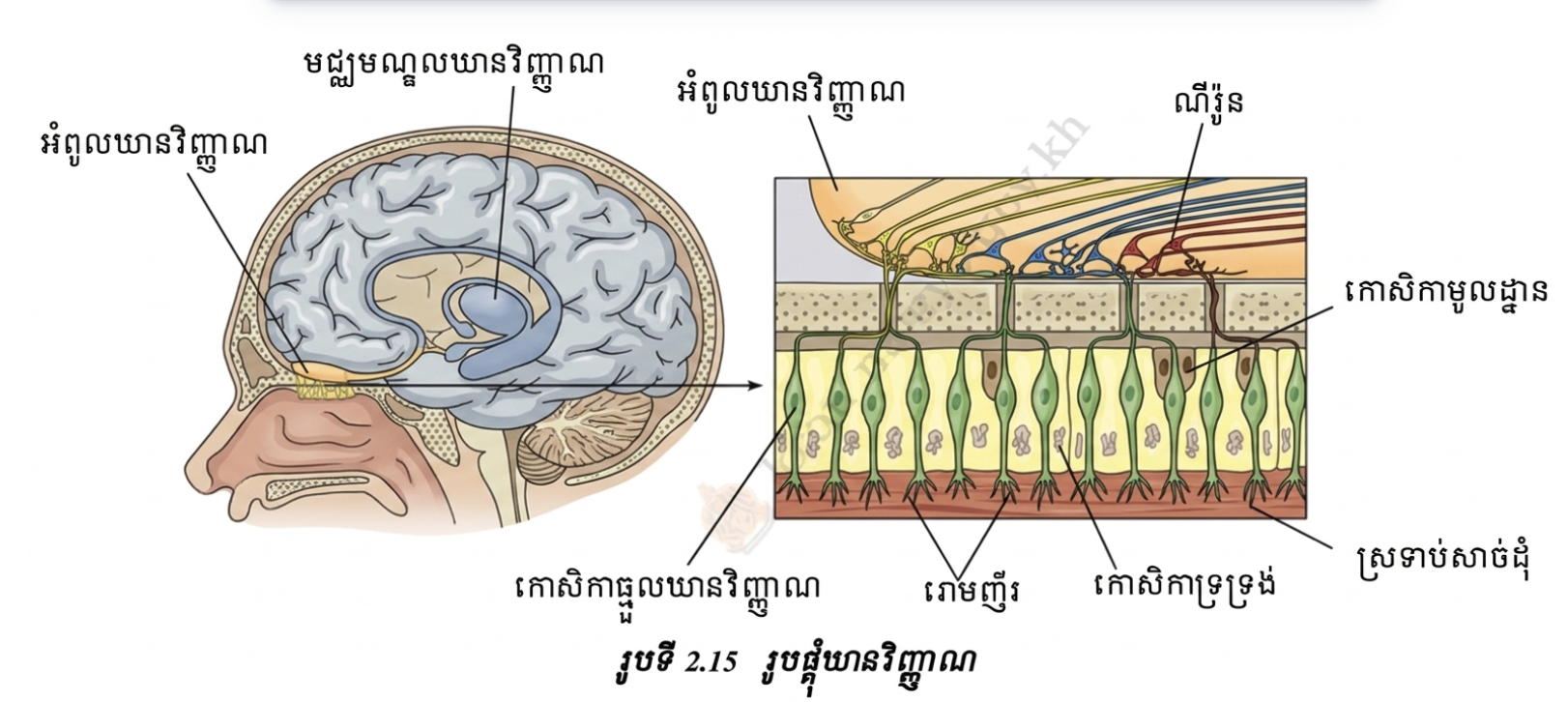 លក្ខណៈរបស់ឃានវិញ្ញាណ(ច្រមុះ)