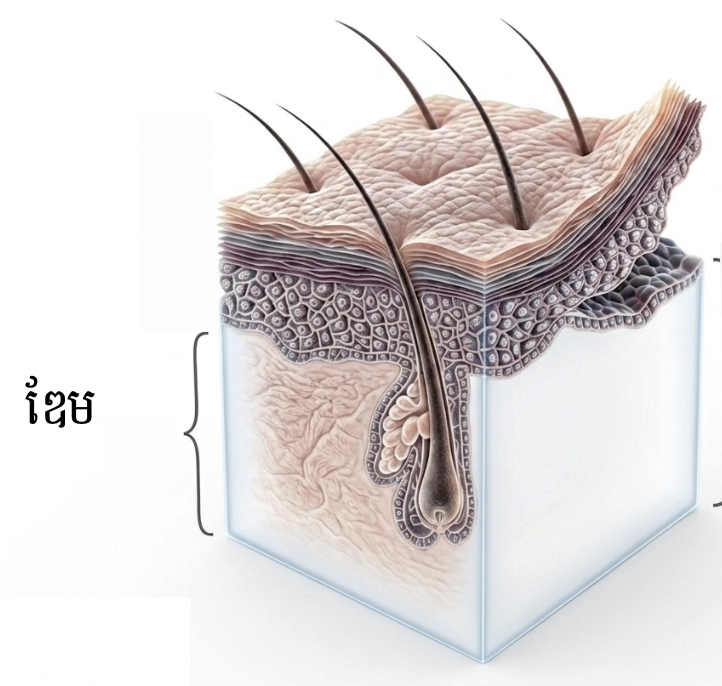 លក្ខណៈរបស់ស្រទាប់ឌែម