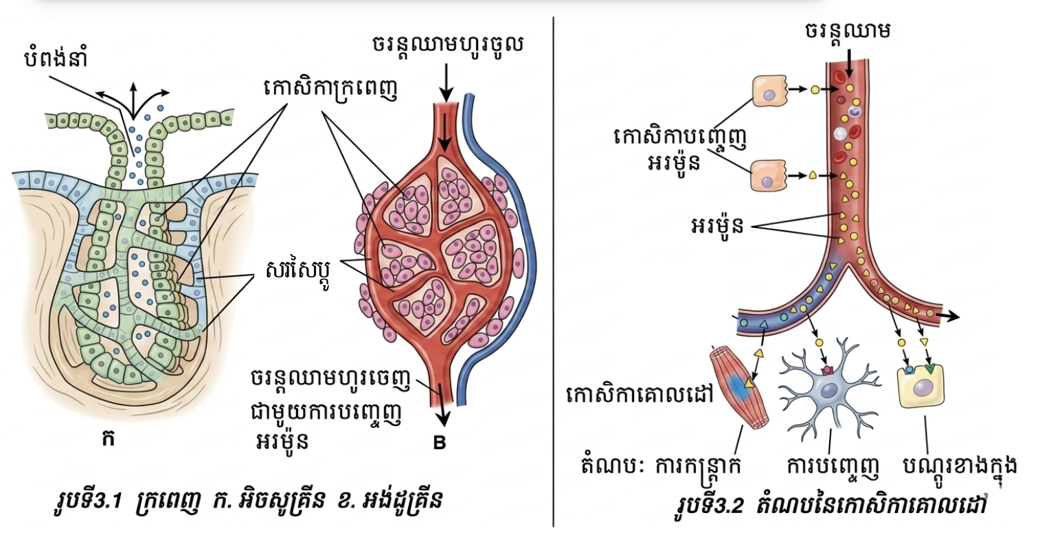 លក្ខណៈរបស់ក្រពញ