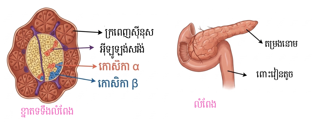 លក្ខណៈរបស់លំពែង