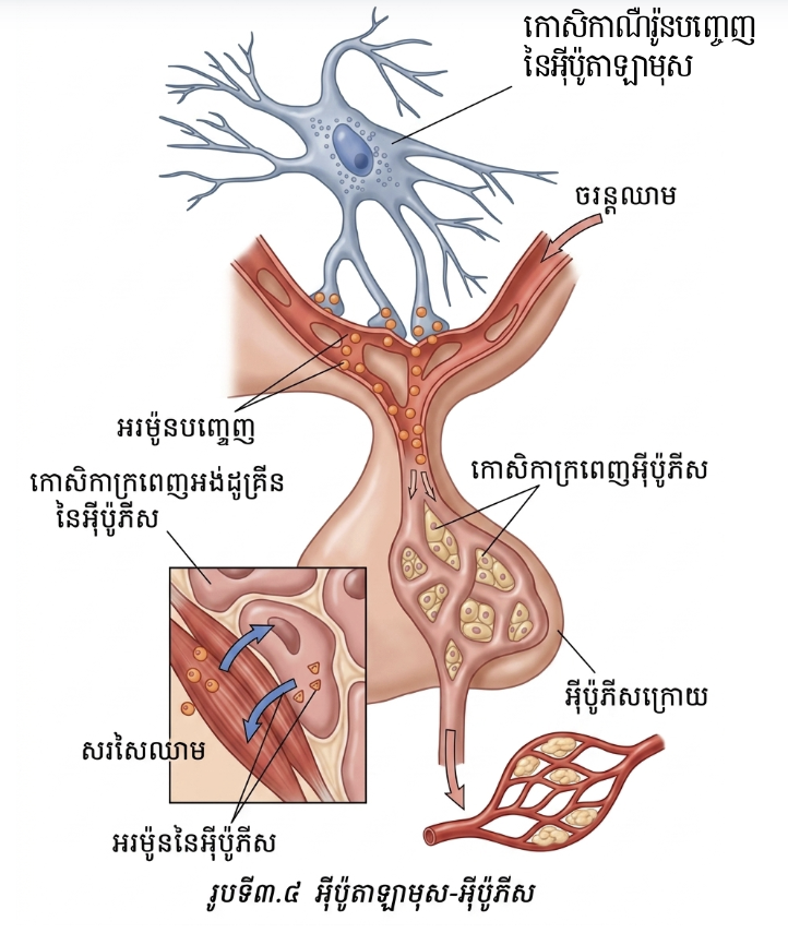 លក្ខណៈរបស់ក្រពេញអ៊ីប៉ូភីស