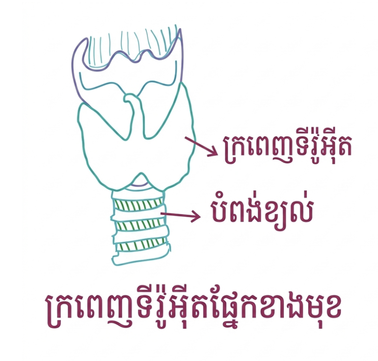 លក្ខណៈរបស់ក្រពេញទីរ៉ូអ៊ីត