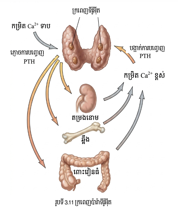 លក្ខណៈរបស់ក្រពេញប៉ារ៉ាទីរ៉ូអ៊ីត