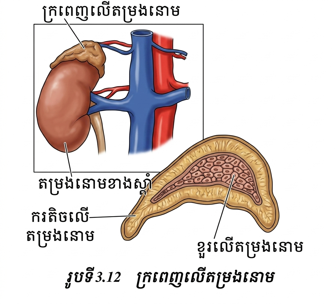 លក្ខណៈក្រពេញលើតម្រងនោម